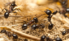 Hausmittel Ameisen